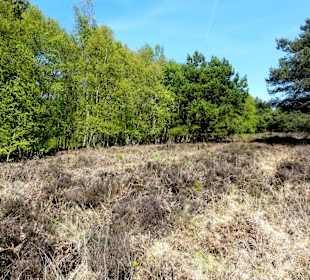 Heideflächen im Moormuseum