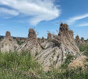 Wandern Mörbisch am See