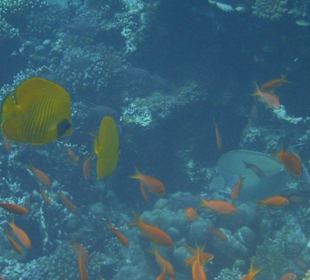 Schnorcheln Hausriff Tulip Resort Marsa Alam 