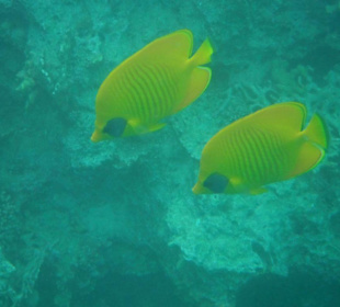 Halbmasken Falterfische