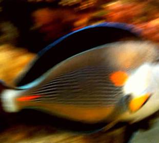 Hausriff Hotel Stella Makadi Beach Resort