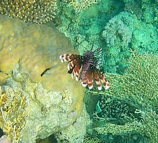 Schnorcheln Sharm el Sheikh