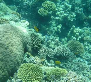 Unterwasserwelt vor Safaga