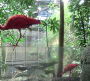 Zutrauliche Vögel
