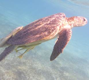 Schnorcheln Marsa Alam