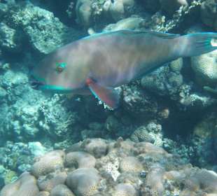 Schöner Papageienfisch auf Suche nach Mitagessen