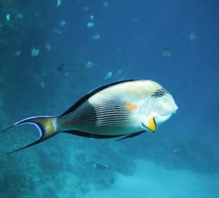 Arabischer Doktorfisch