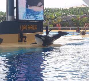 Orca Show im Loro Parque