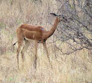 Gerenuk