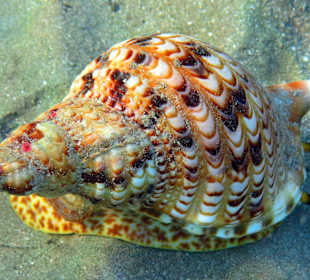 Tritonshorn