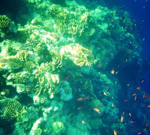 Riffkante am SeaLife/SeaClub