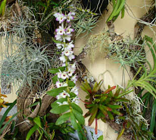 In Pregetter's Orchideengarten