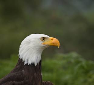 Naturwildpark Granat