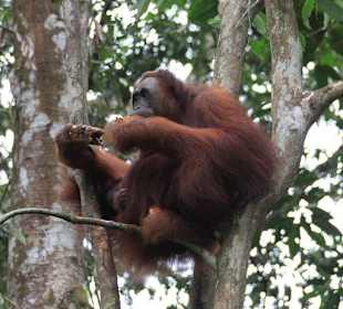 Orang Utan
