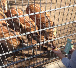 Wild- und Freizeitpark Klotten