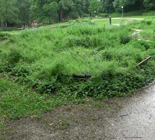 Baumlehrpfad Glacis Park