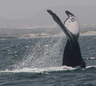 Unsere Waltour mit Frank