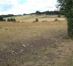 Wildgehege Holzelfingen