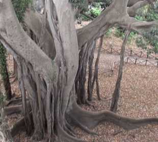 Siracusa Parco archeologico, fíkus