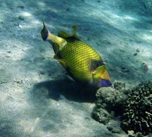 Riesendrücker Fisch