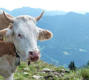 Kuh auf dem Wallberg