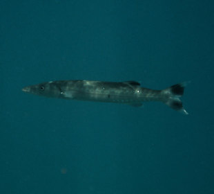 Coraya Bay, Baracuda