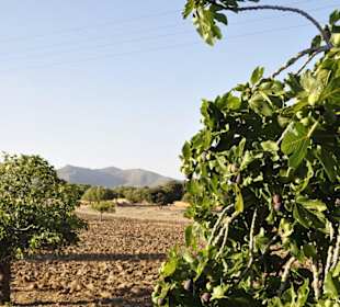 Ausblick auf die Feigen-und Mandelfelder