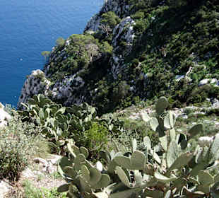 Herrliche Vegetation auf dem Peñón de Ifach