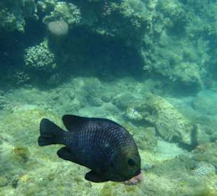 Blaue Lagune / Giftun