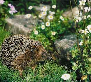 Igel