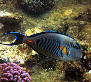 Am Südriff vorne am Strand