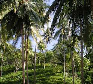 Der Hang direkt hinter der Freedom Beach