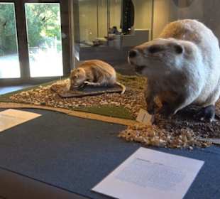 Natur- und Jagdmuseum