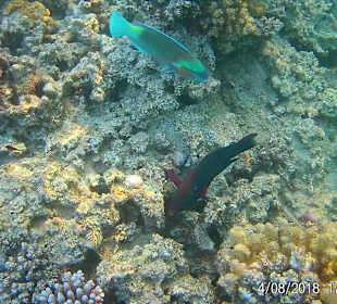 Schnorcheln Makadi Bay