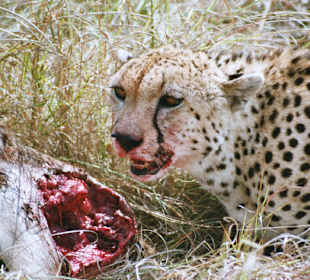 Gepard