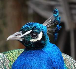 Pfau auf dem Mühlenhof Freilichtmuseum