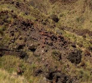 Roślinność Gór Gran Canaria