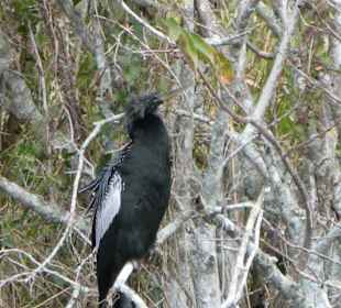Everglades National Park: Anhinga Trail