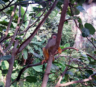 Affen frei im Godwanaland