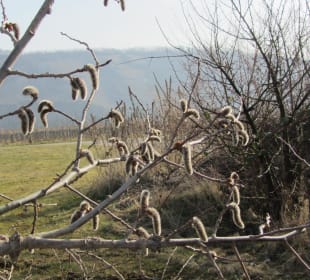 Blick auf die Weinberge