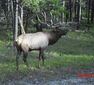 Waipi Hirschbulle,Bannf NP