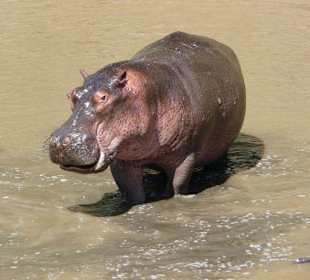 Hippo im Mara River