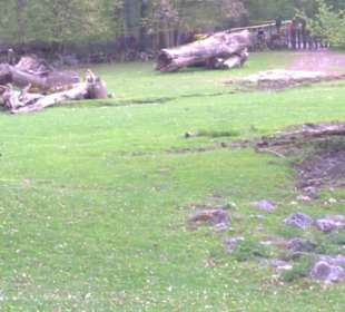 Südamerika Bereich - Litschi Wasserbock