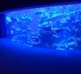 Palma Aquarium