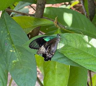 Schmetterling