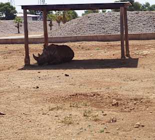 Ein Nashorn von vorne