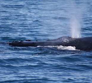 Buckelwal beim Blasen