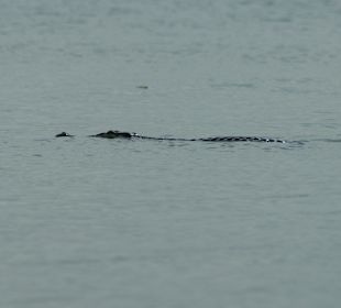 Riesen Krokodil am Bentota Fluß