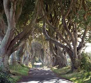 "The Dark Hedges"