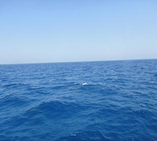 Delphinschwimmen mit Delfine & Meer Hurghada